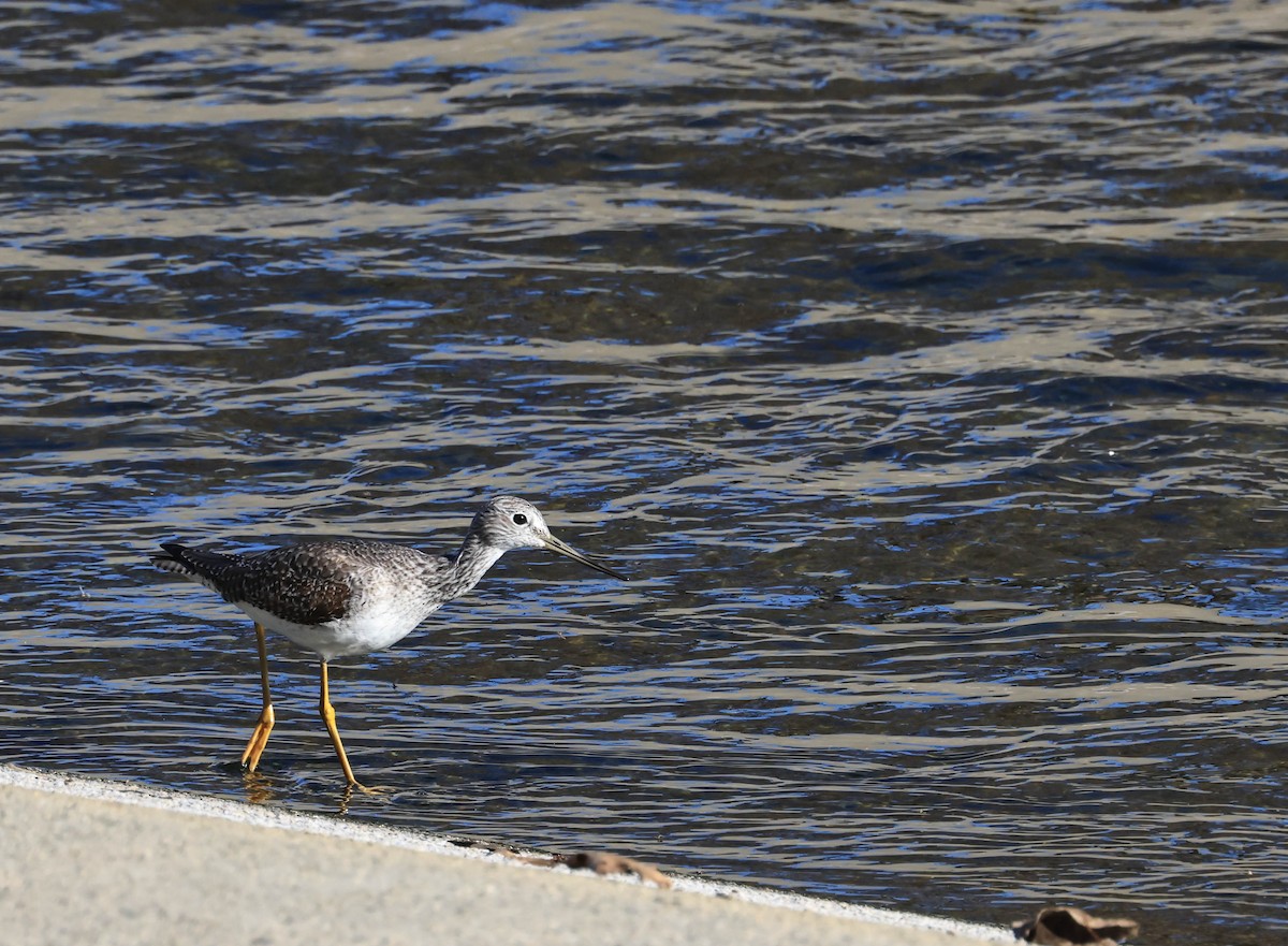 Greater Yellowlegs - ML646706253