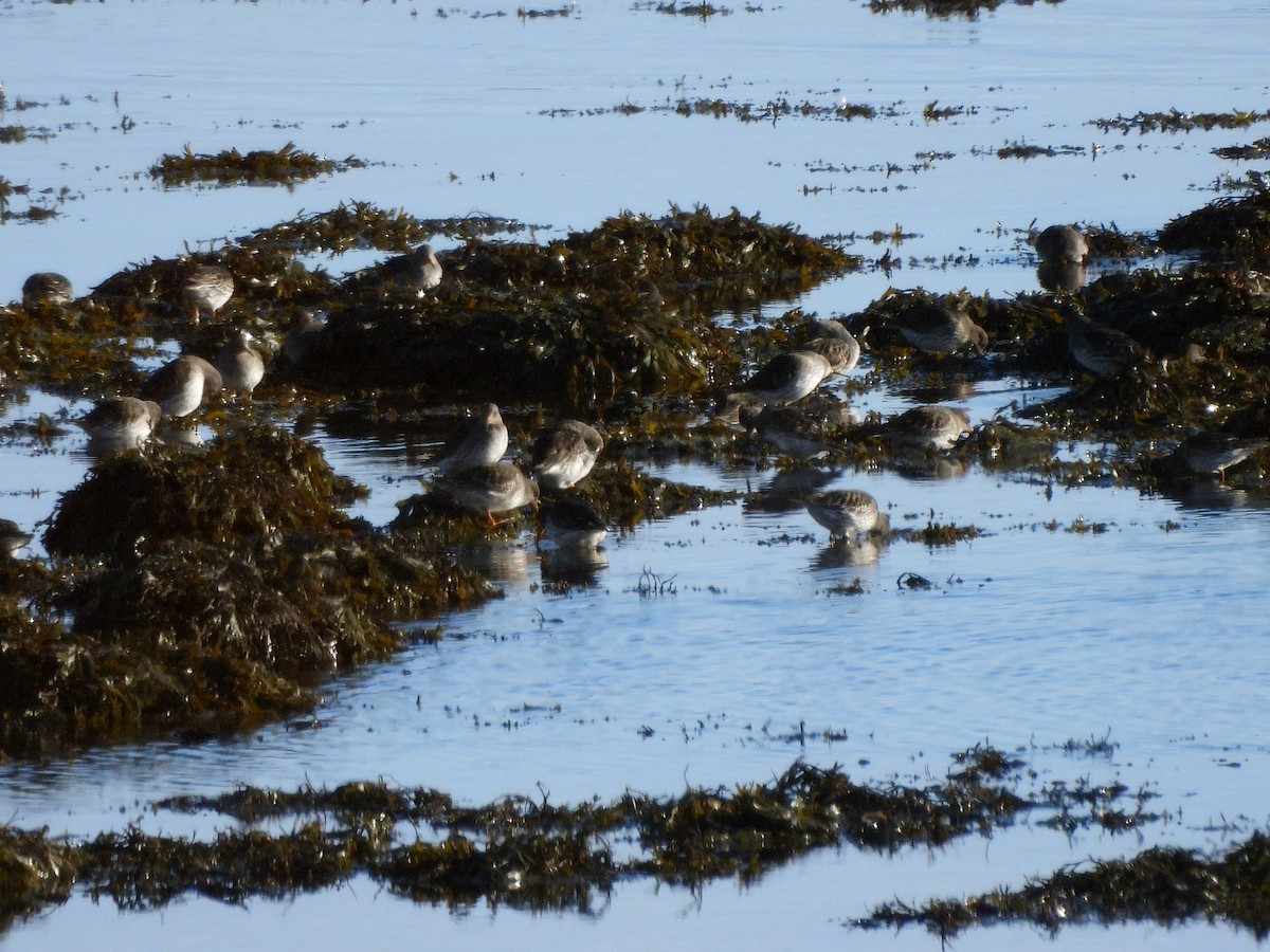 Морской песочник - ML646706254