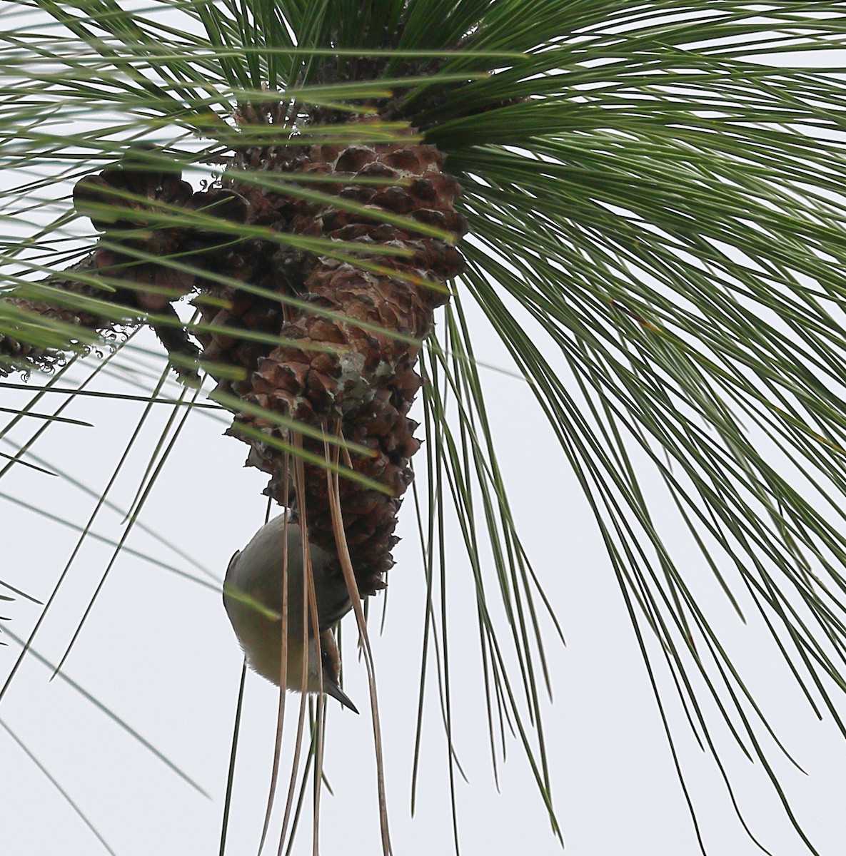 Sittelle à tête brune - ML646706255