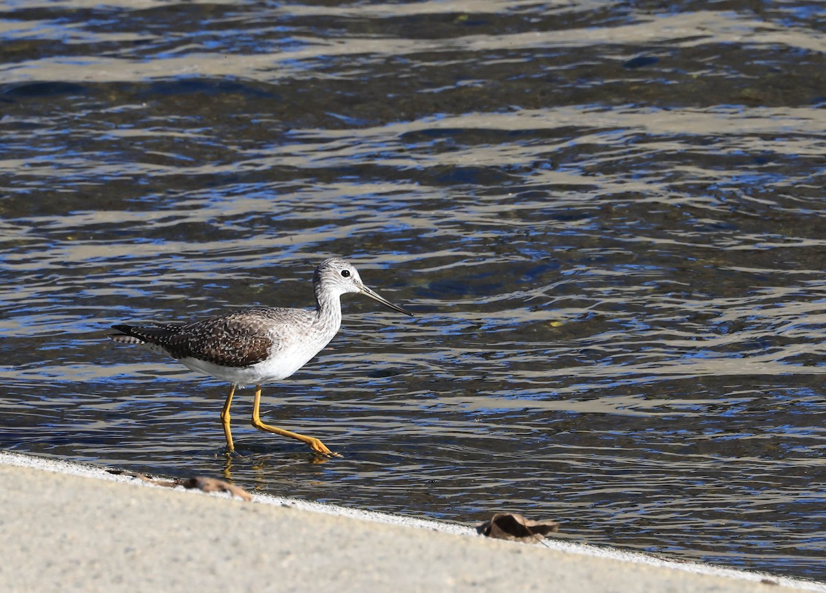 Greater Yellowlegs - ML646706256