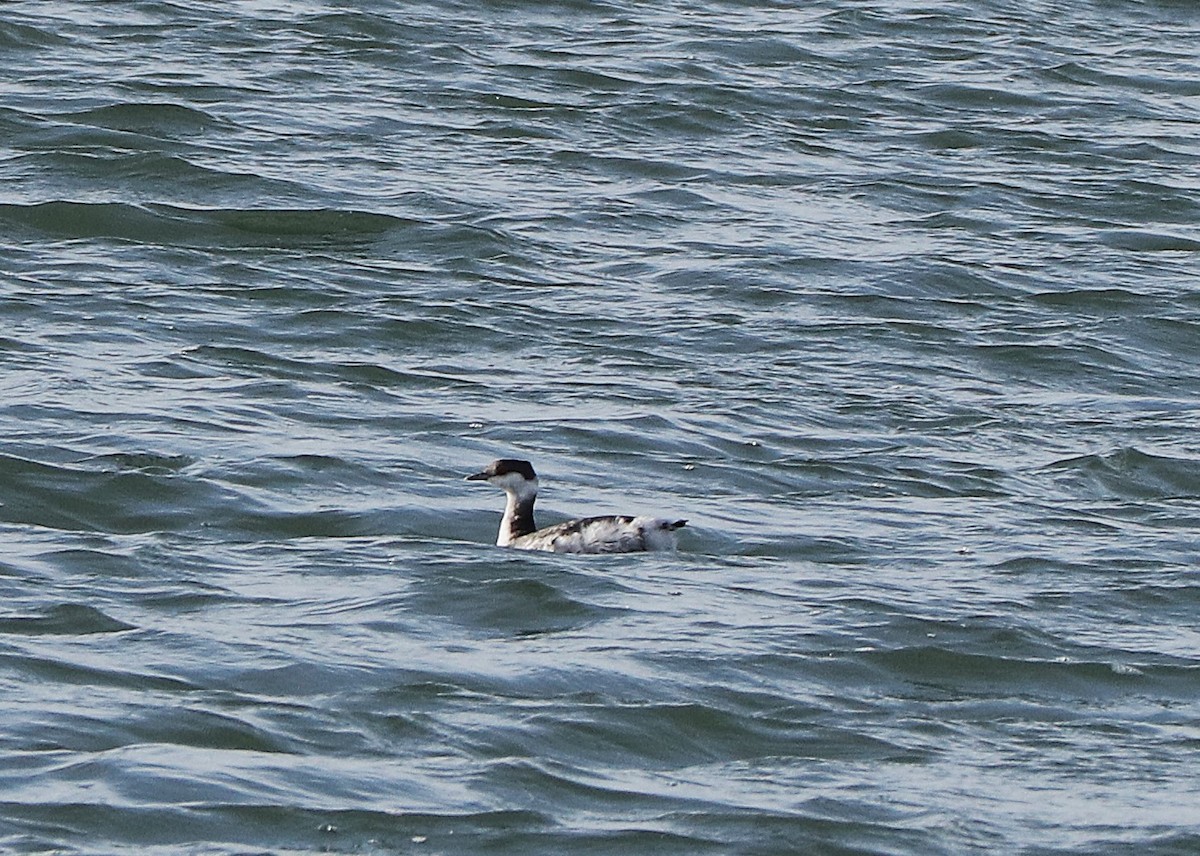 Horned Grebe - ML646706258