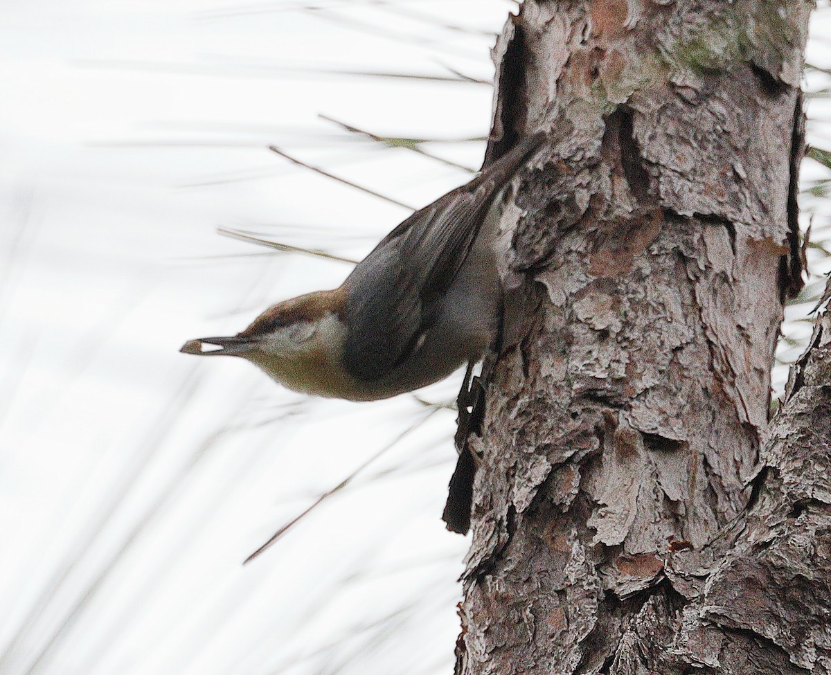 Sittelle à tête brune - ML646706259