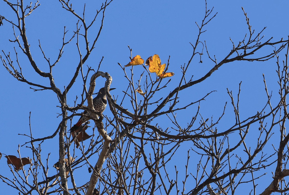 Northern Flicker - ML646706260