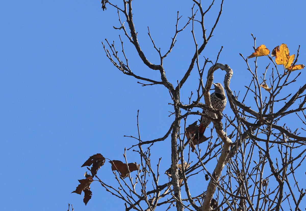 Northern Flicker - ML646706261