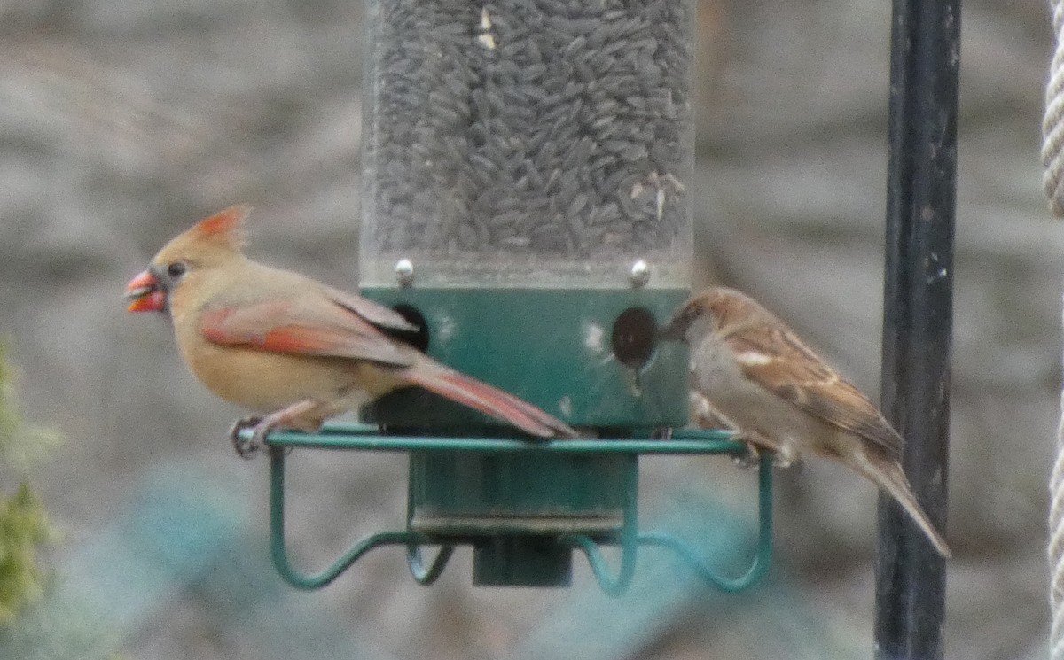 Оронгийн бор шувуу - ML646706263