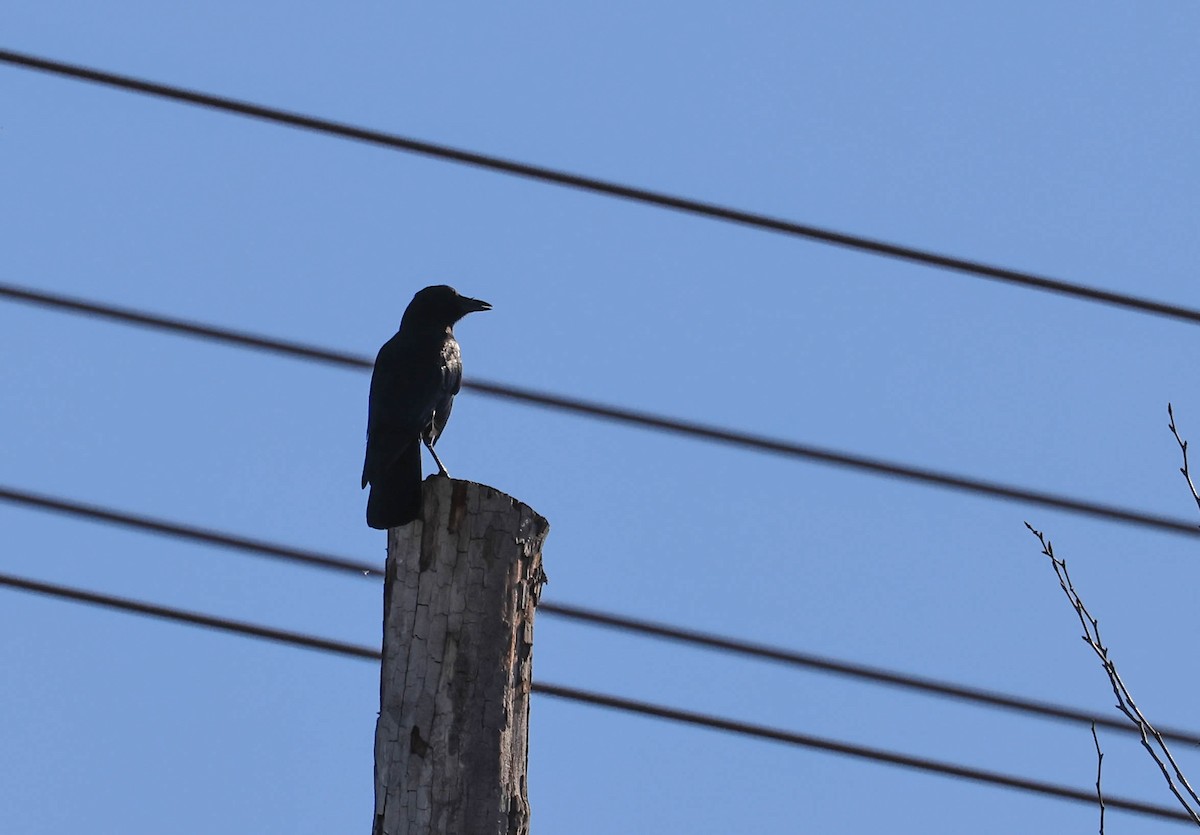 American Crow - ML646706264