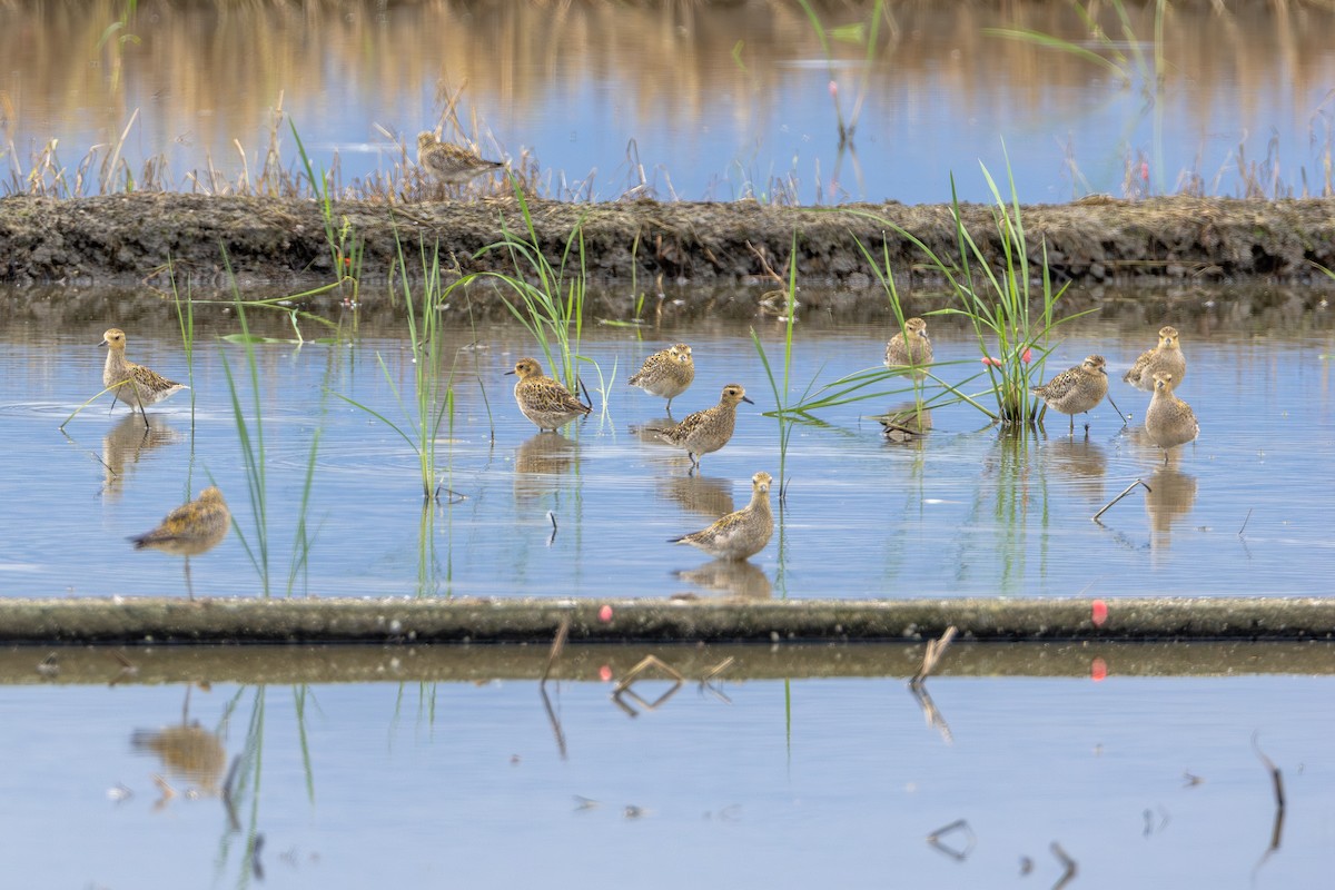 Urre-txirri siberiarra - ML646706265