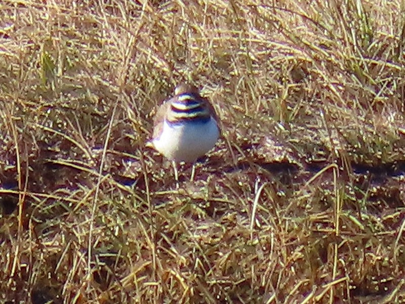 Keilschwanz-Regenpfeifer - ML646706266