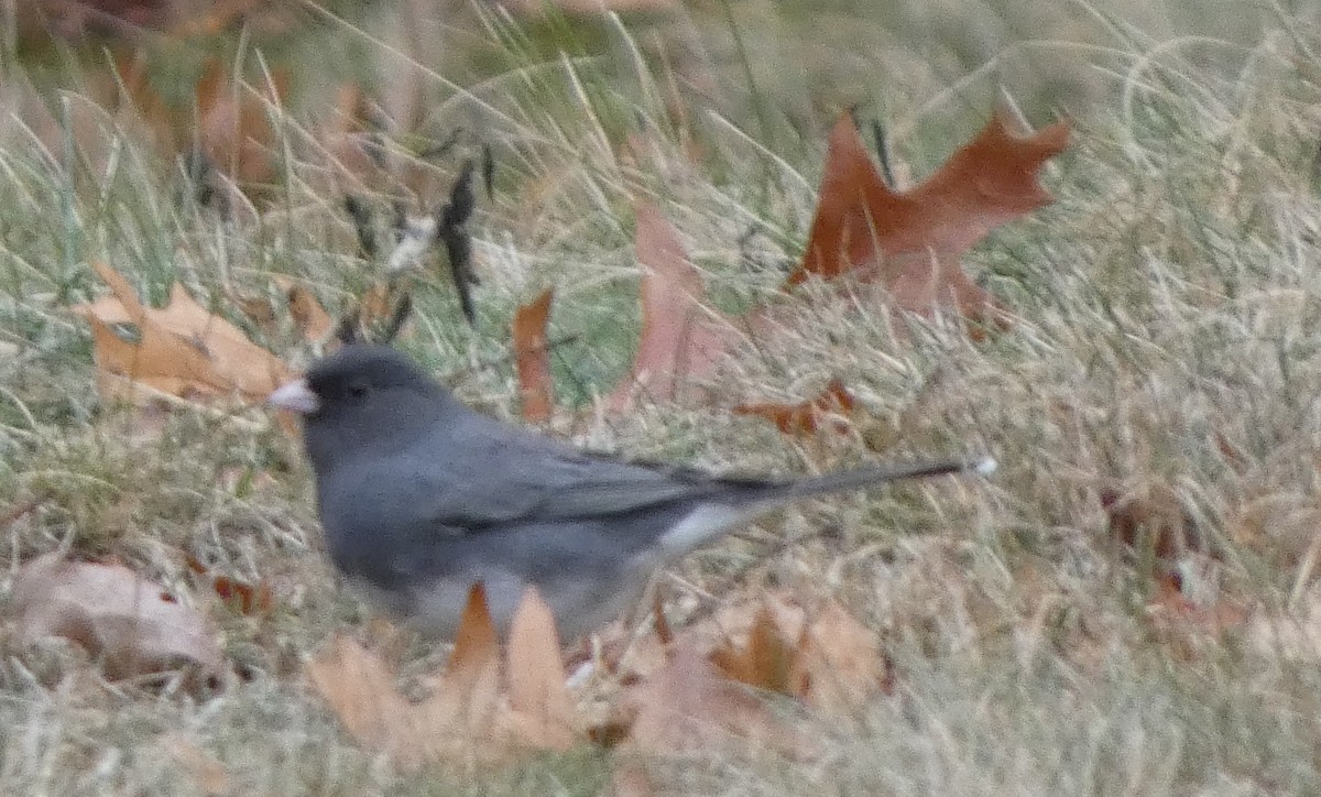 Dark-eyed Junco - ML646706268