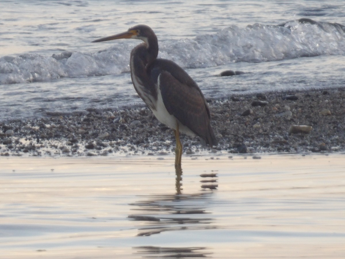 Koartzatxo hirukolorea - ML646706271