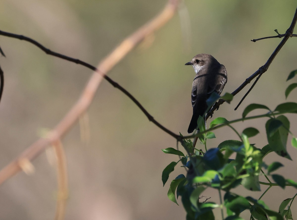 Vermilion Flycatcher - ML646706272