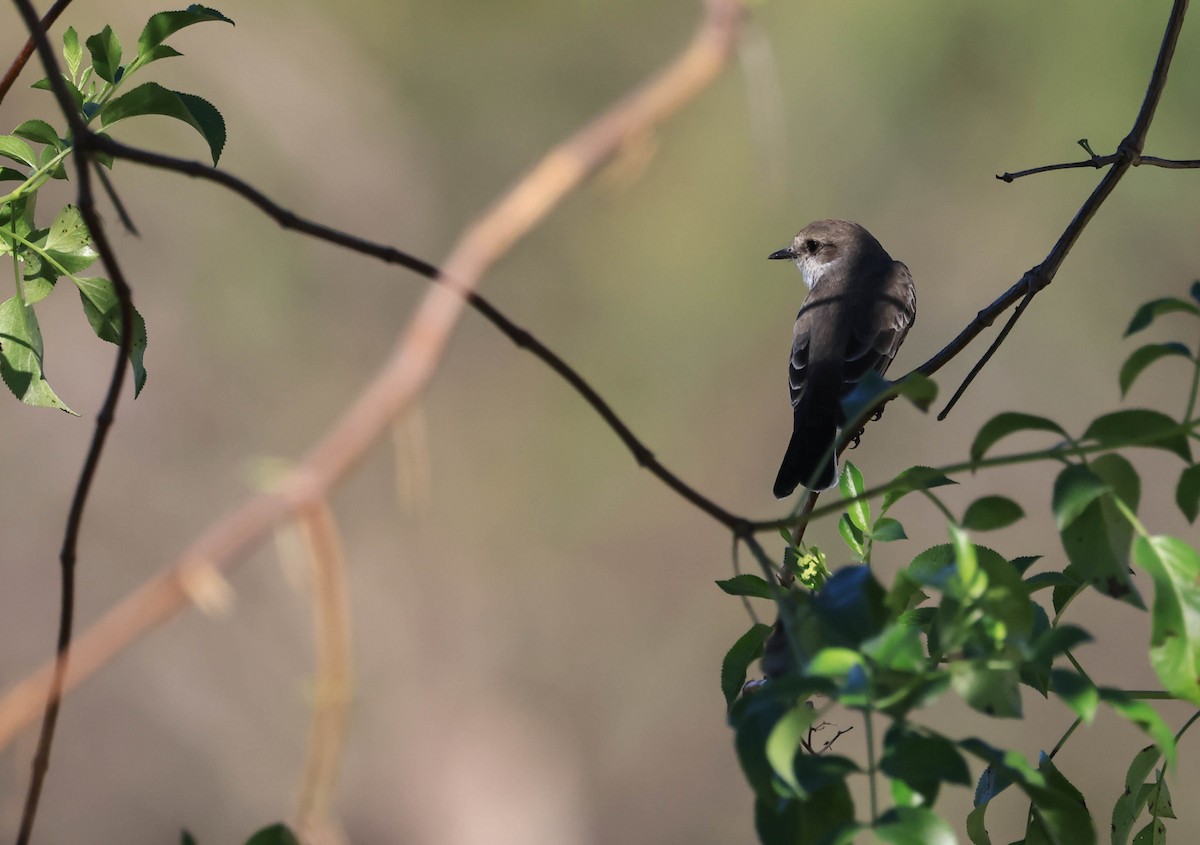 Vermilion Flycatcher - ML646706273
