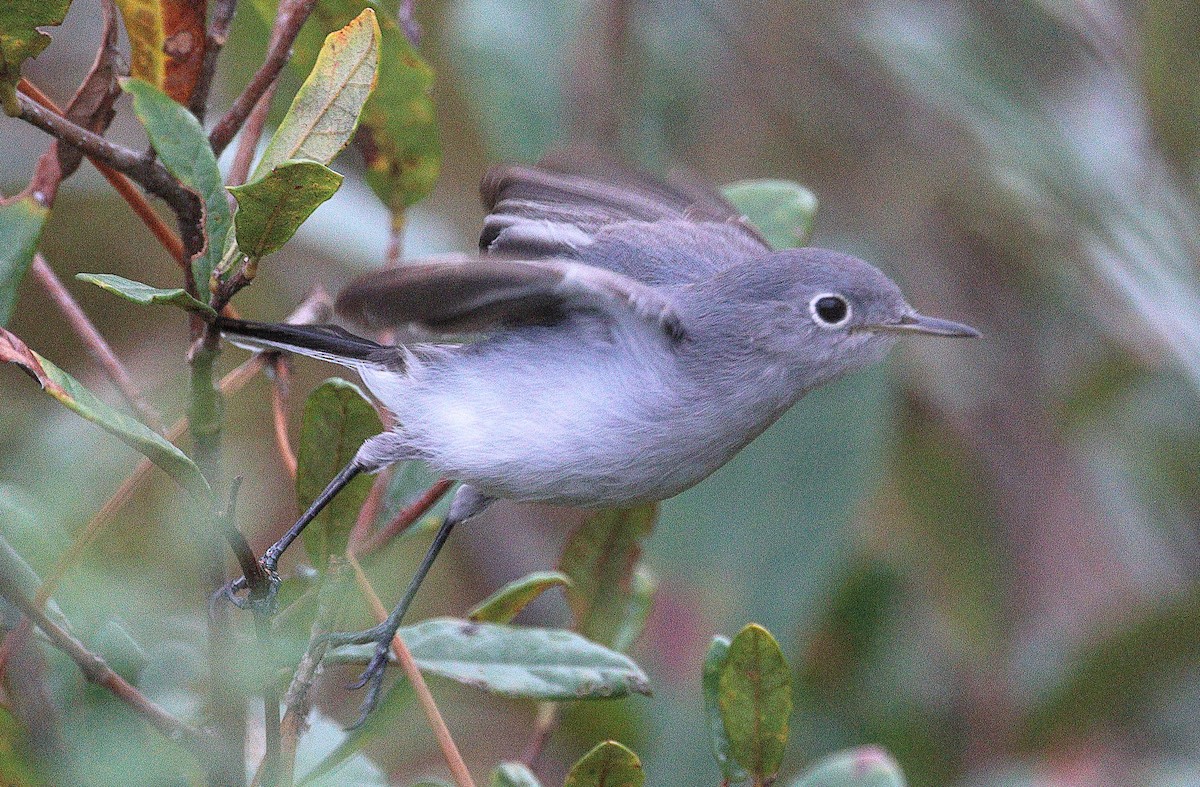 Blue-gray Gnatcatcher - ML646706274