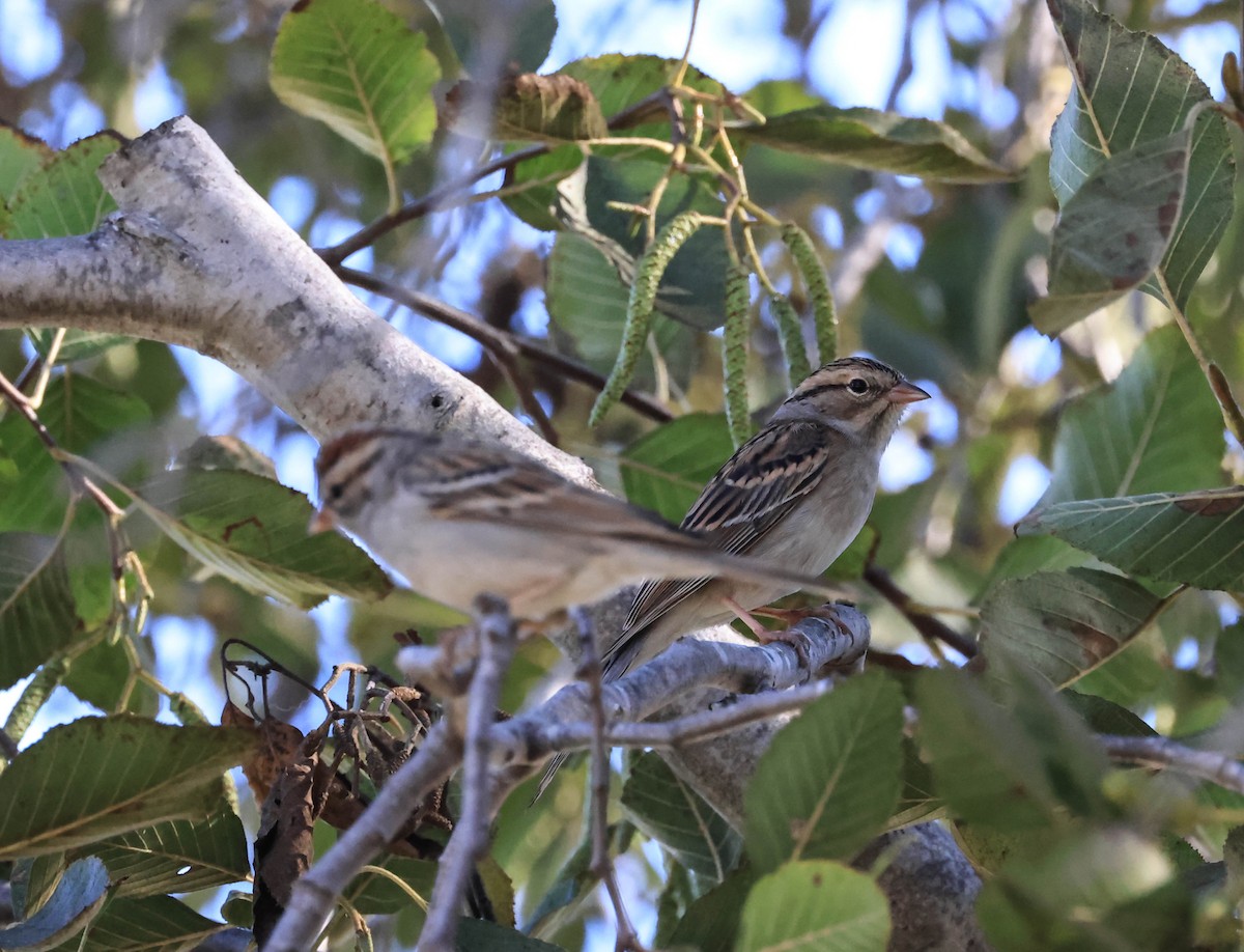 Chipping Sparrow - ML646706276