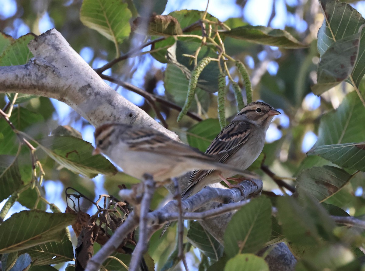 Chipping Sparrow - ML646706277