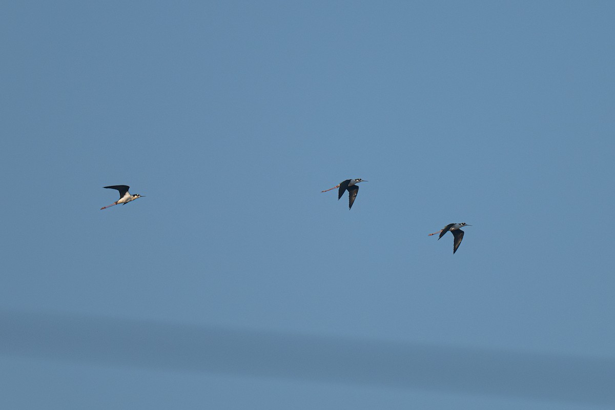 Zankaluze kaskabeltza - ML646706278