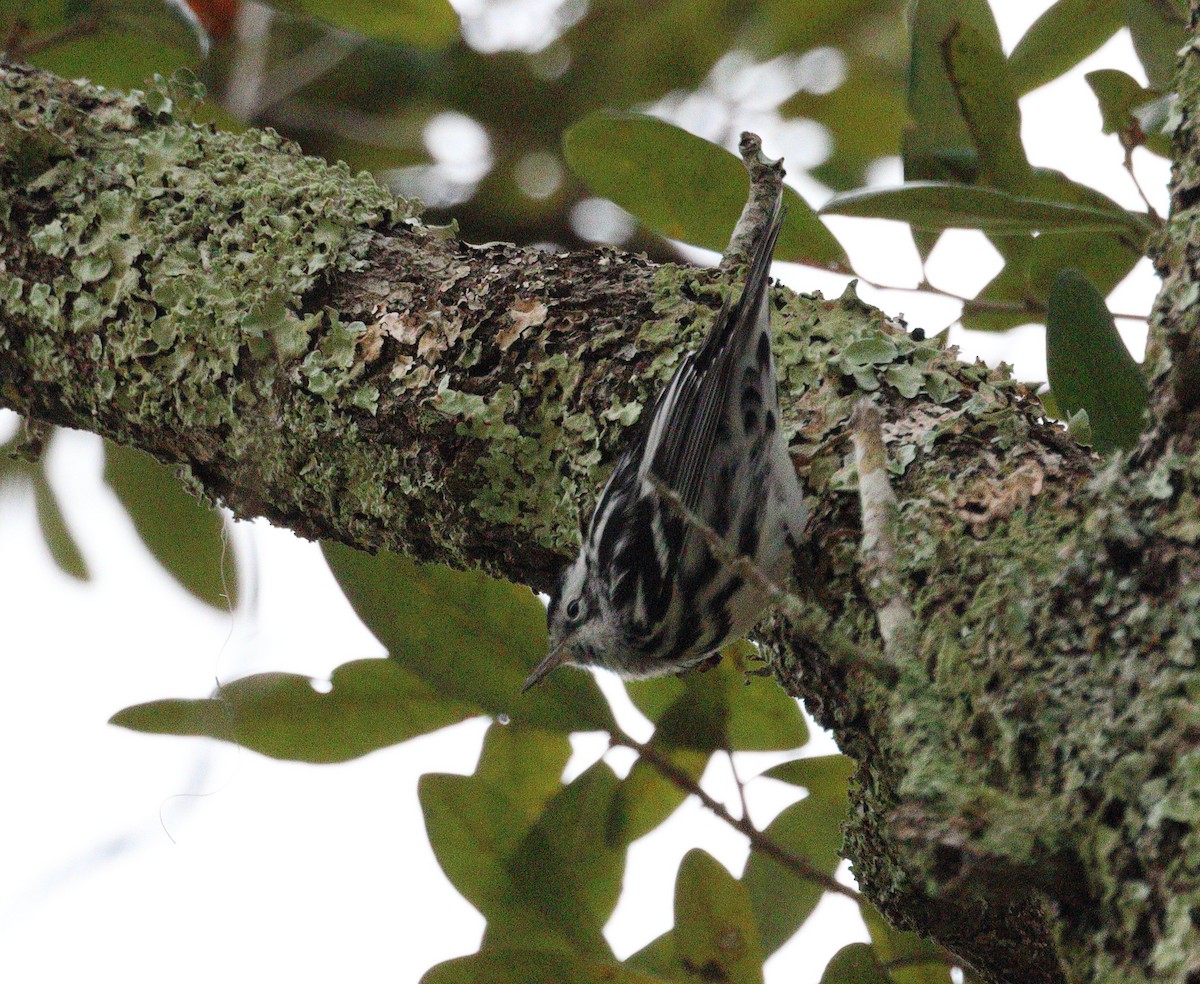 Black-and-white Warbler - ML646706279