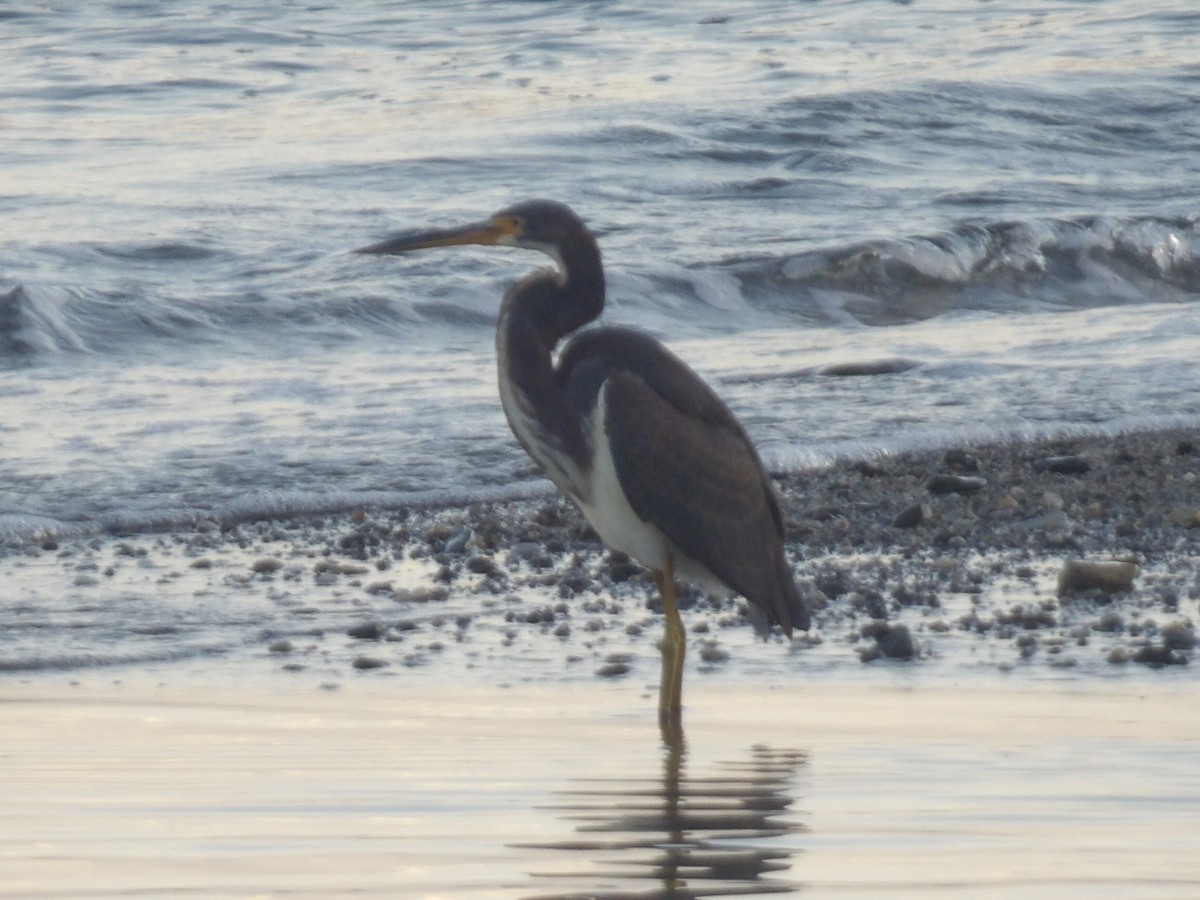 Koartzatxo hirukolorea - ML646706280