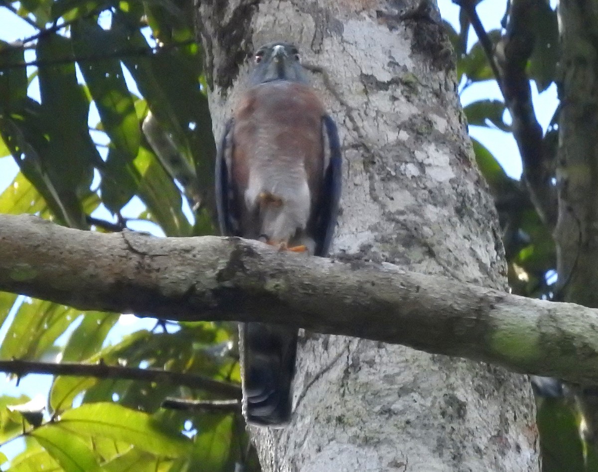 Double-toothed Kite - ML646706281