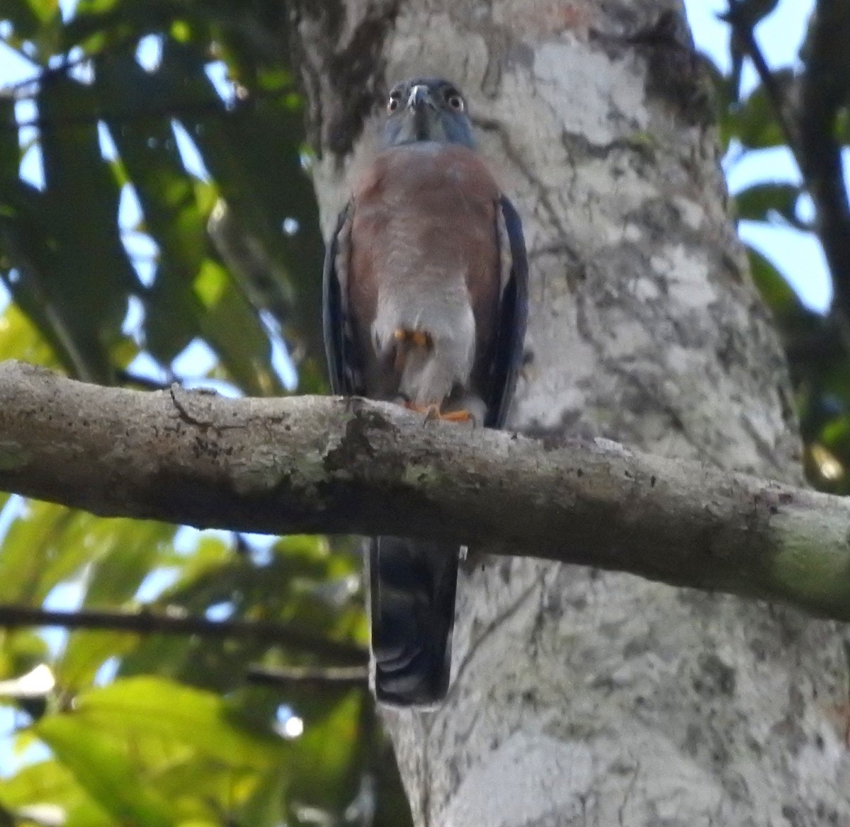 Double-toothed Kite - ML646706282