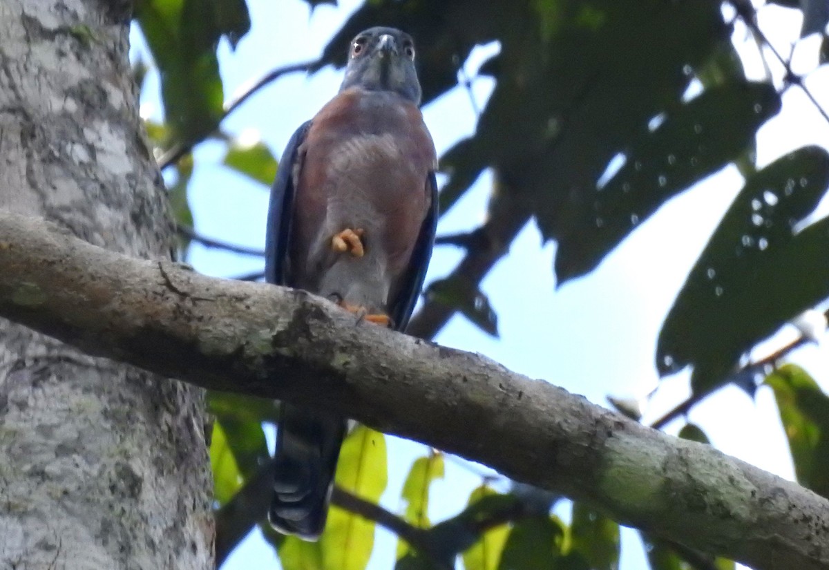 Double-toothed Kite - ML646706283
