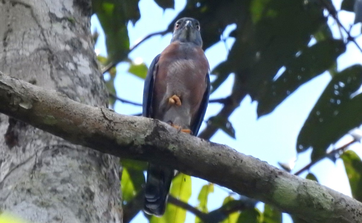 Double-toothed Kite - ML646706284