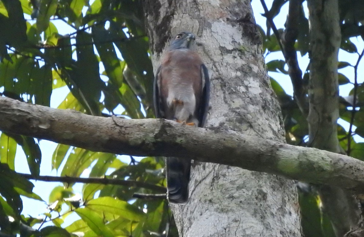 Double-toothed Kite - ML646706285