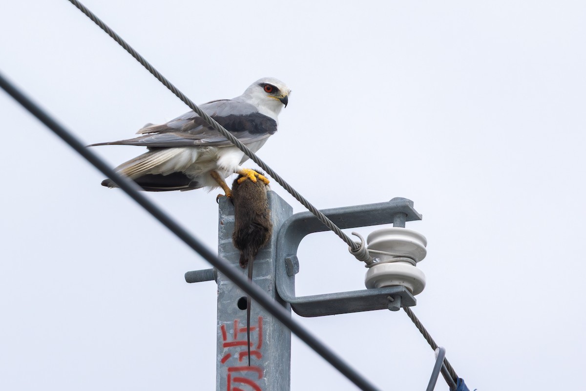 Elano urdina - ML646706287