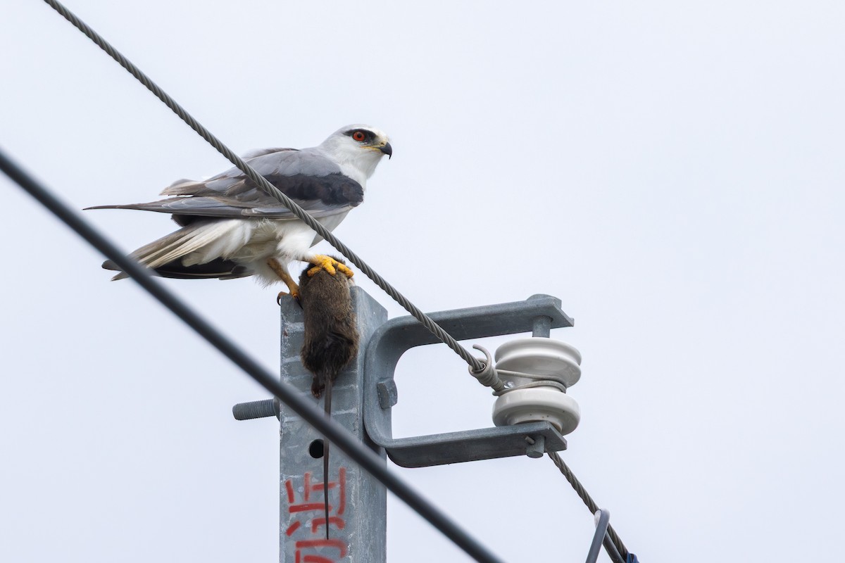 Elano urdina - ML646706288