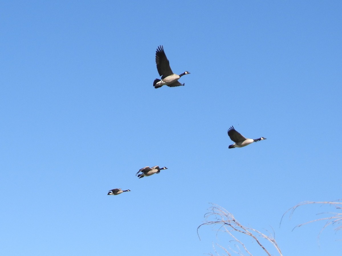 Branta kanadar handia - ML646706289