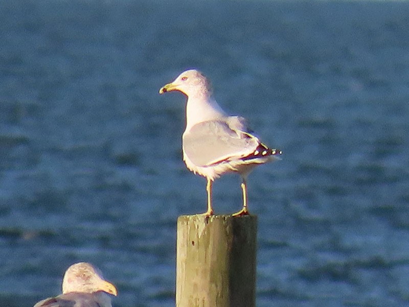 Delawareko kaioa - ML646706290