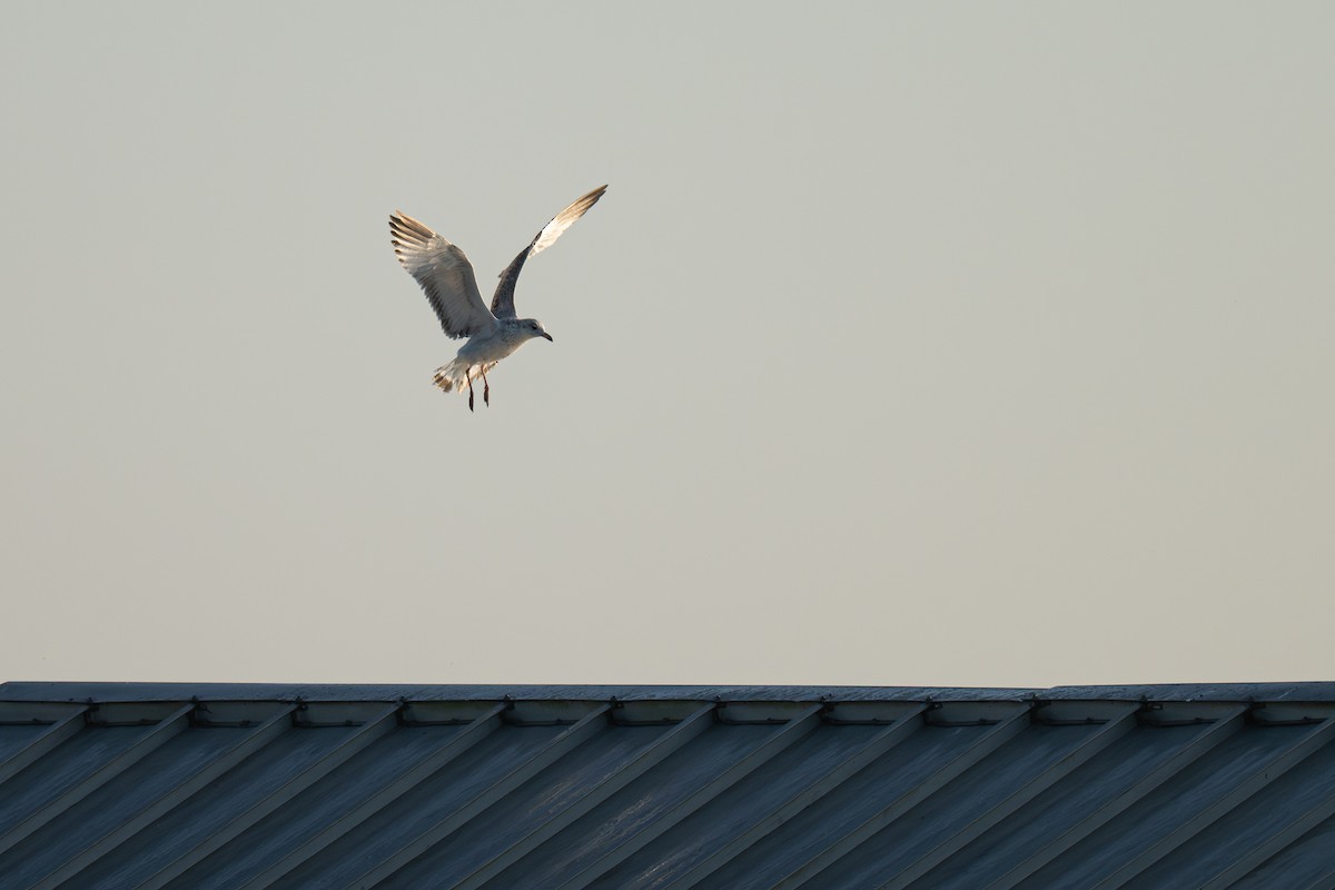 Delawareko kaioa - ML646706291