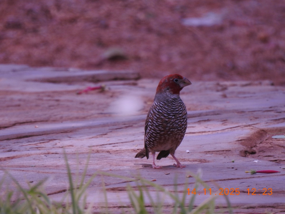 Red-headed Finch - ML646706292