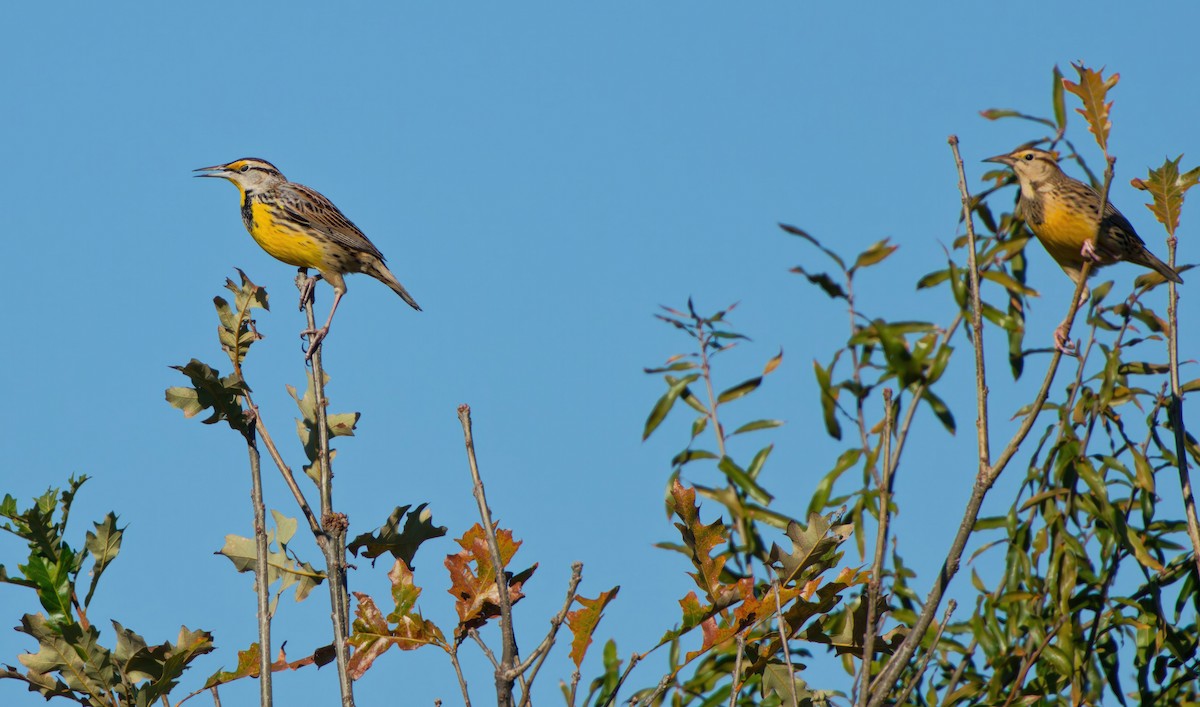 Eastern Meadowlark - ML646706293
