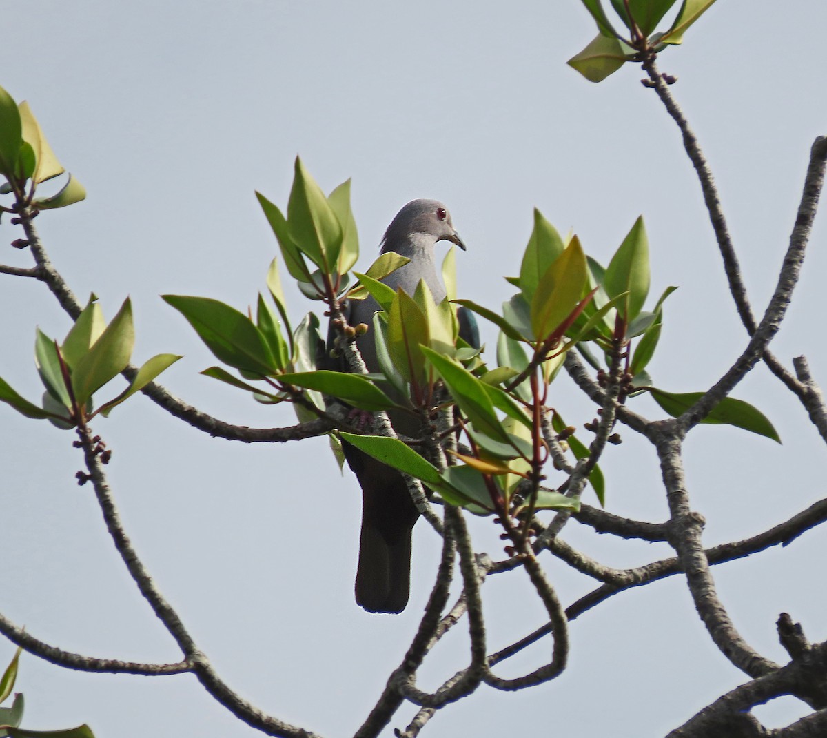 Green Imperial-Pigeon - ML646706294
