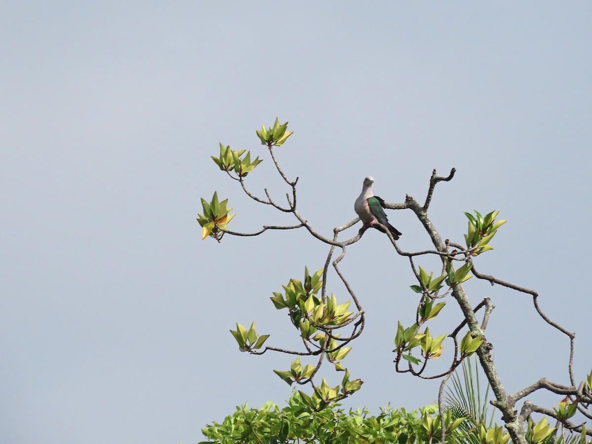 Green Imperial-Pigeon - ML646706295