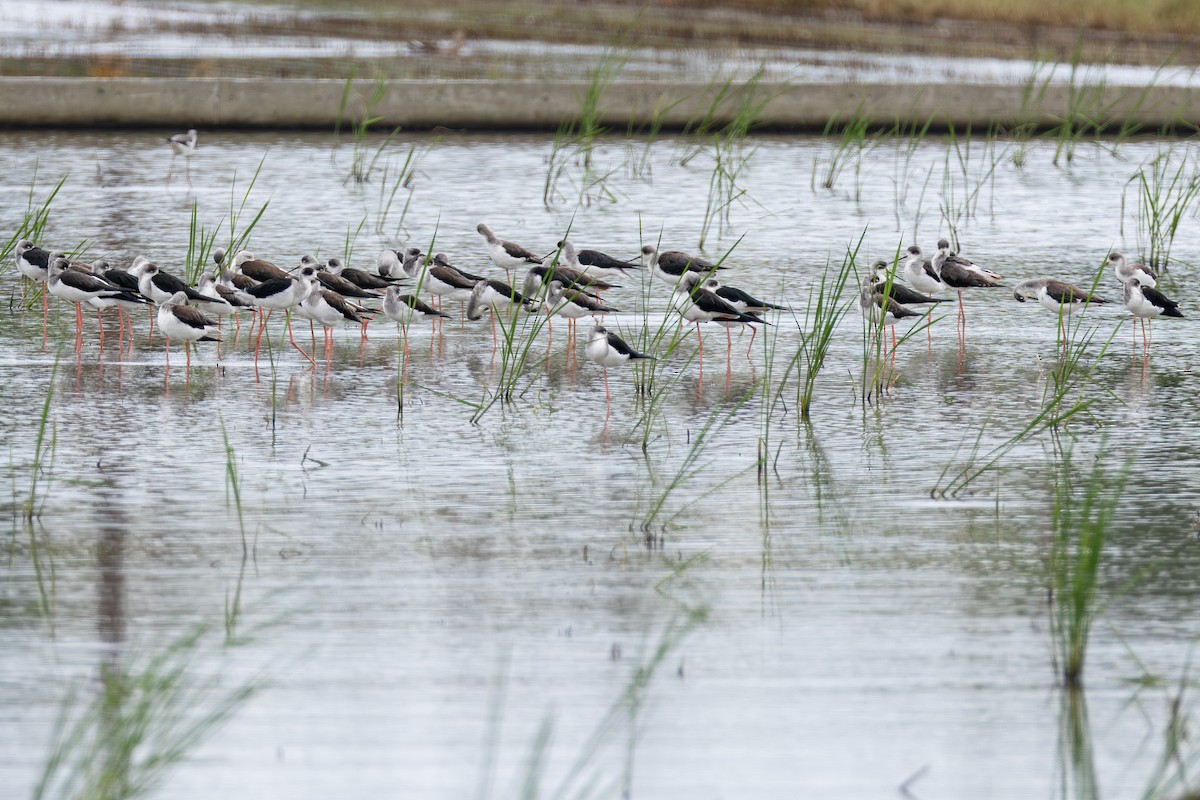 Zankaluze eurasiarra - ML646706297