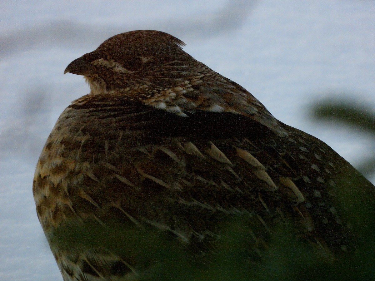 Ruffed Grouse - ML646706300