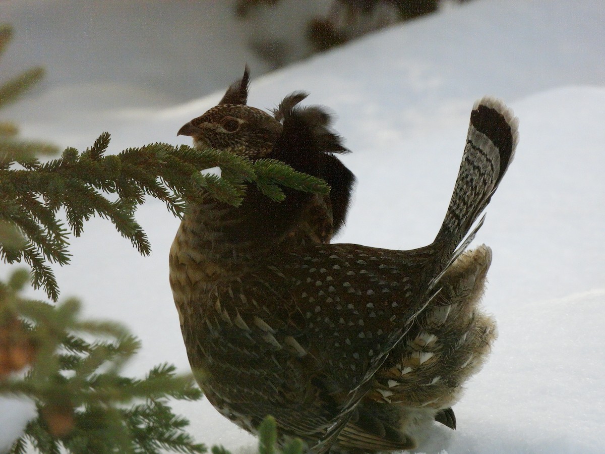 Ruffed Grouse - ML646706301