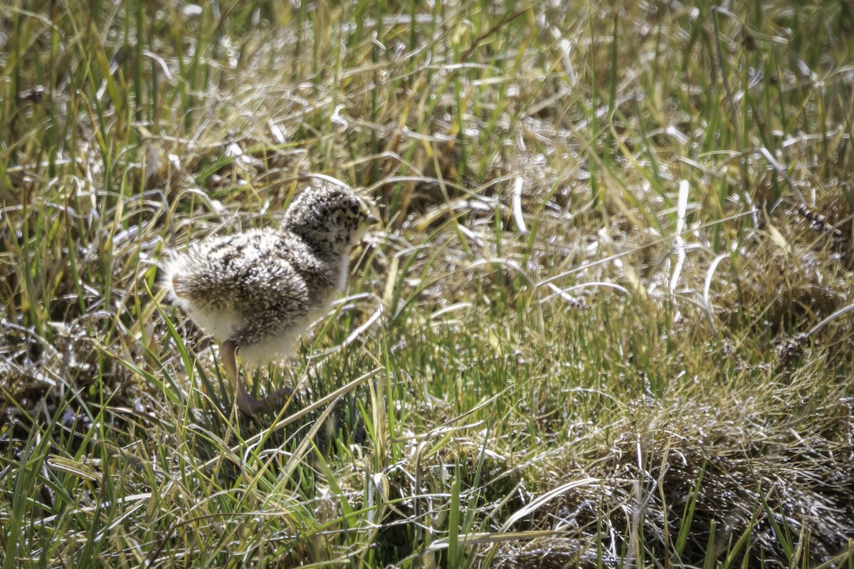 Серогрудый зобатый бегунок - ML646706303