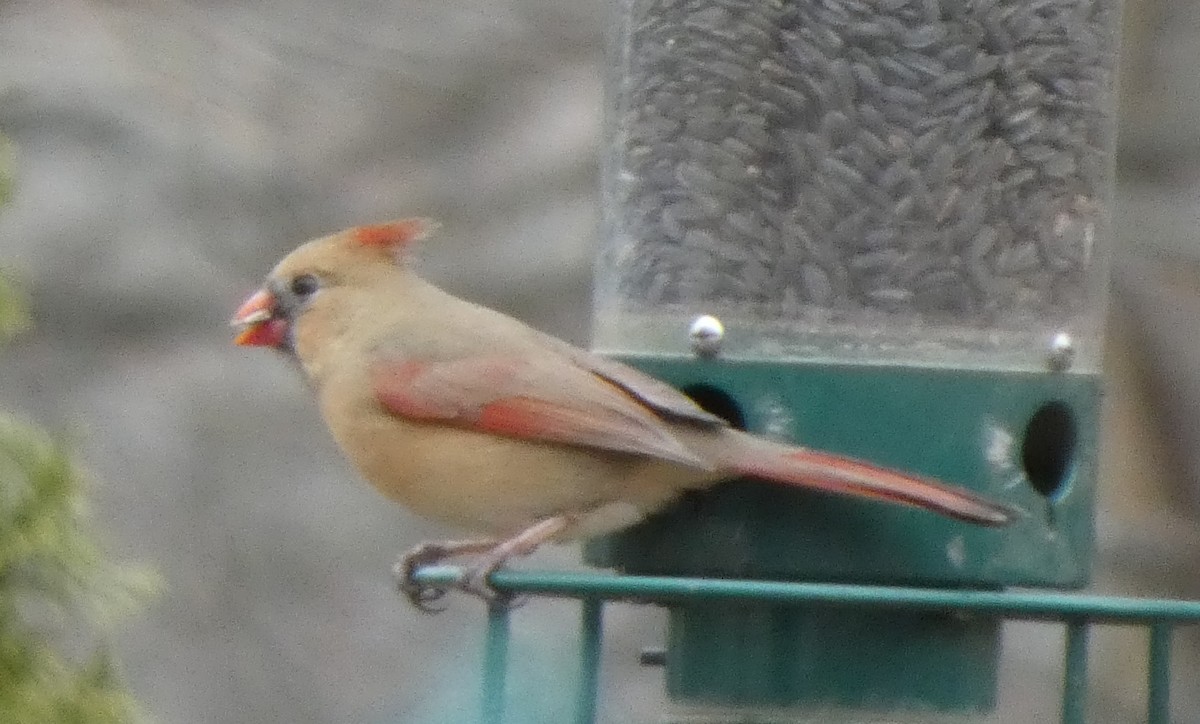 Northern Cardinal - ML646706305