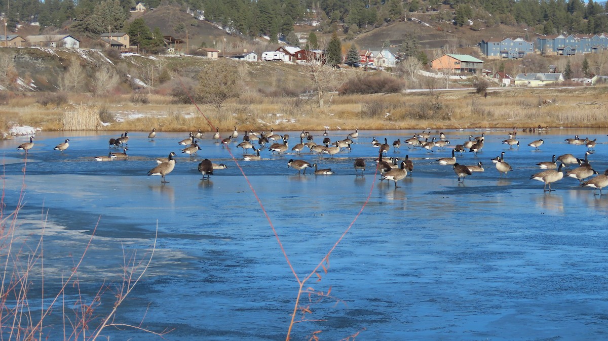 Canada Goose - ML646706307