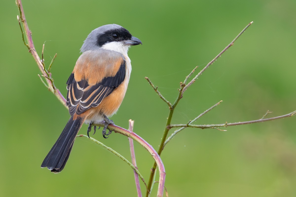 Antzandobi isats-luzea - ML646706308