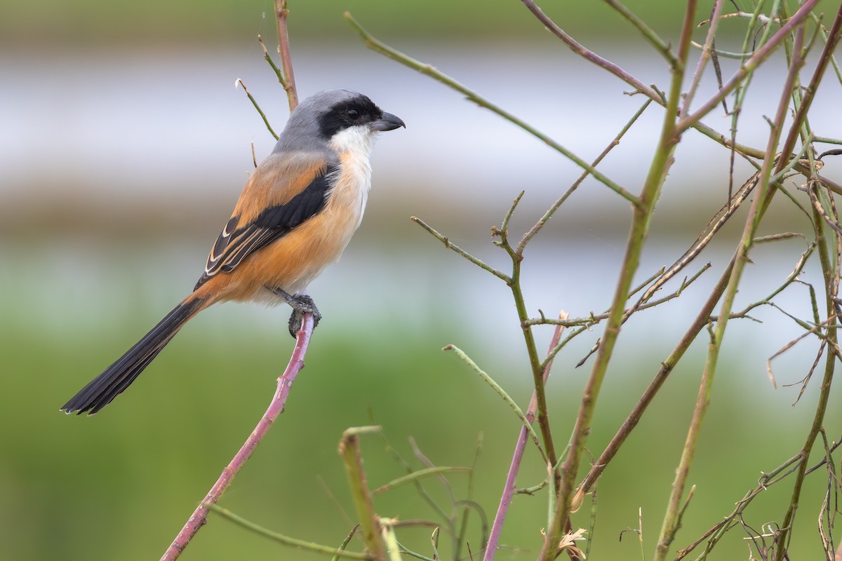 Antzandobi isats-luzea - ML646706309