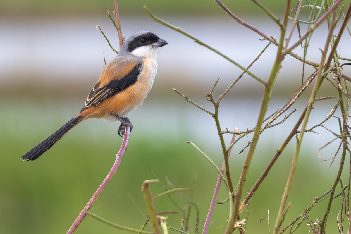 Antzandobi isats-luzea - ML646706310