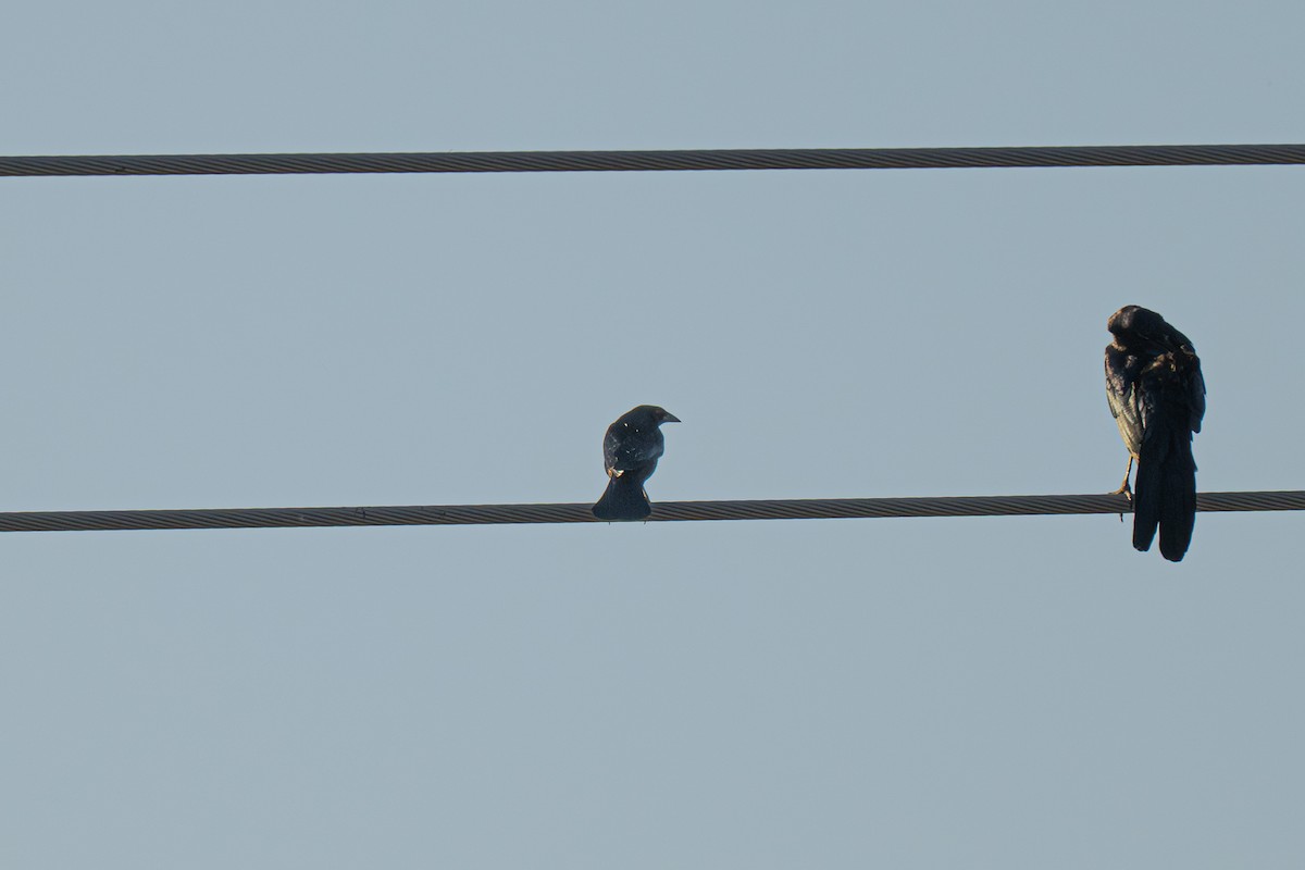 Bronzed Cowbird - ML646706311