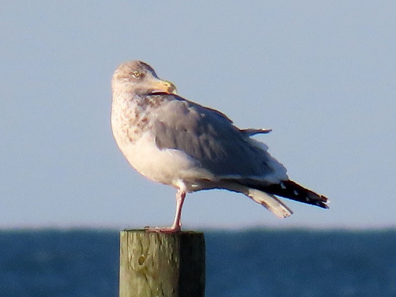 Kanadamöwe - ML646706312