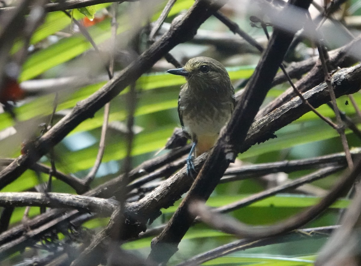 Atila Polimorfo (spadiceus/uropygiatus) - ML646706313