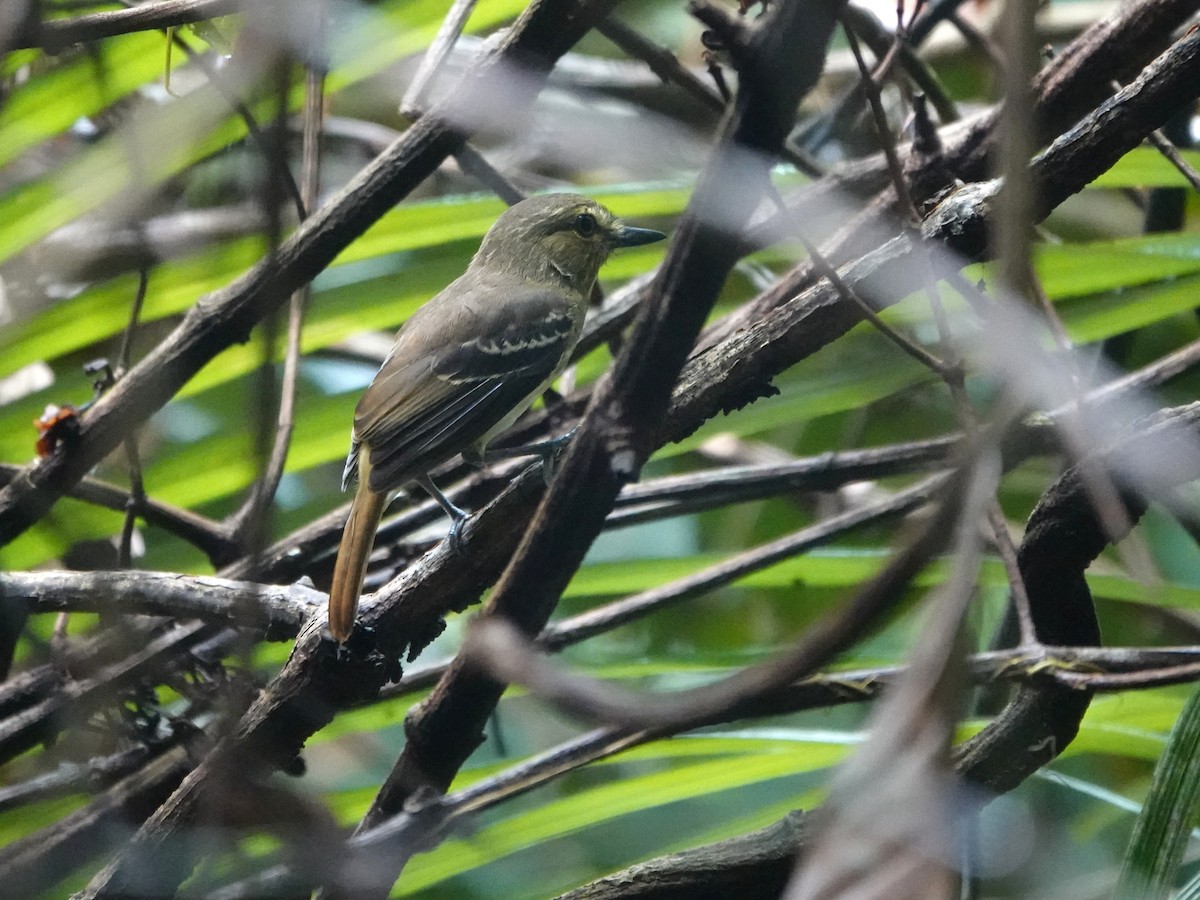 Atila Polimorfo (spadiceus/uropygiatus) - ML646706314