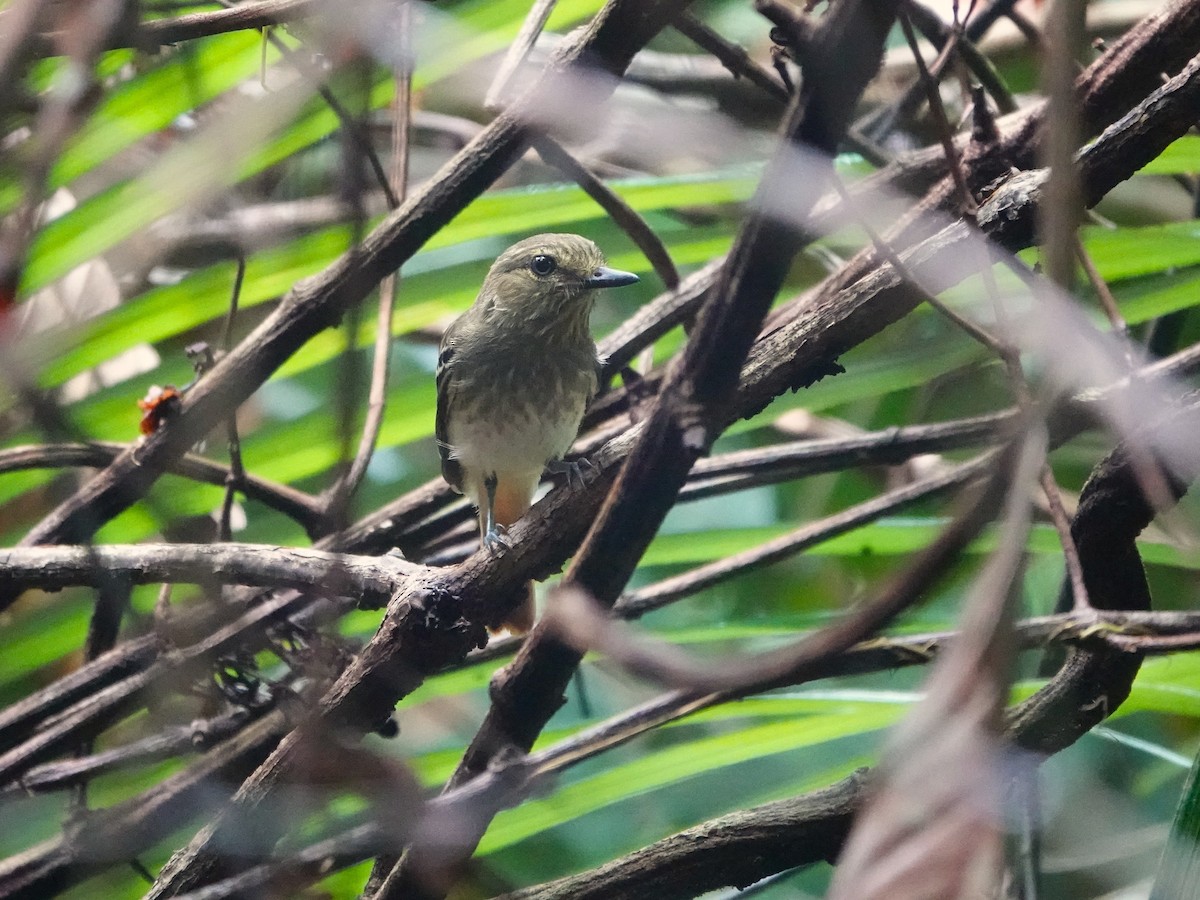 Atila Polimorfo (spadiceus/uropygiatus) - ML646706315